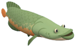 Arapaima Fish