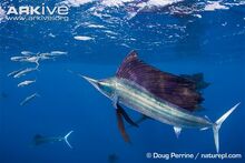 Atlantic-sailfish-hunting-sardine.jpg