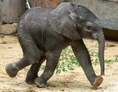 Baby African Bush Elephant.jpg (75 KB)