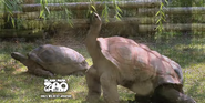 Blank Park Zoo Tortoises