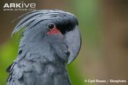 Cockatoo, Palm.jpg
