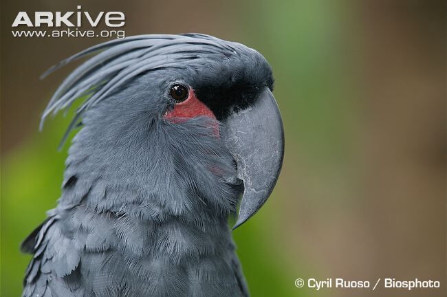 Cockatoo, Palm.jpg