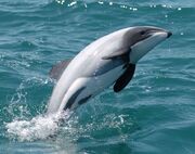 Dolphin, Hector's.jpg