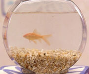Dorothyfish.jpg