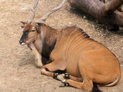 Eland, Giant.jpg