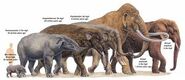 Elephants Mastodons Mammoths Moeritheriums