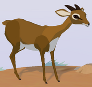 Kirk's Dik-Dik