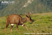 Male-bushbuck-walking.jpg