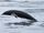 Northern Right Whale Dolphin