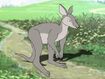 Antilopine Kangaroo