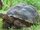 Santa Cruz Island Tortoise