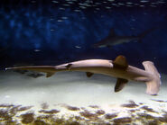 Scalloped Hammerhead as Tanzanian Cheetah