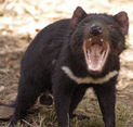 Tasmanian Devil - Pathetique Sontana, Rondo, Beethoven