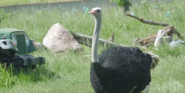 Toledo Zoo Ostrich