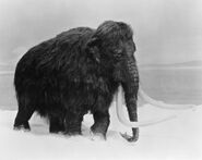 Woolly Mammoth (V2)