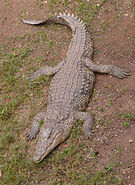 Nile Crocodile as Grizz