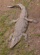 Nile Crocodile as Grizz