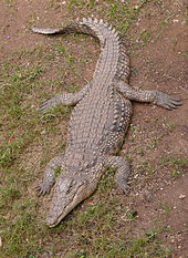 Chopper the Barn Red Crocodile, The Parody Wiki