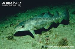 Atlantic-cod.jpg
