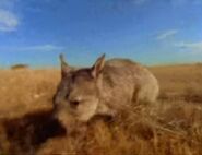 Baby Einstein Southern Hairy-nosed Wombat