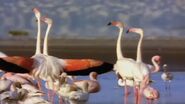 Desert Kingdom Flamingos