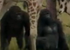 Evan Almighty Gorillas