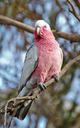 Galah as Young Peaches