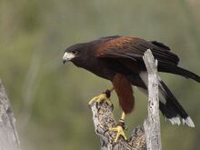 Harris Hawk.jpg