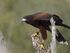 Harris's Hawk as Chilantaisaurus