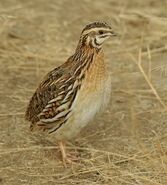 Common Quail as California Valley Quail