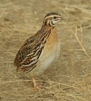 Quail, common.jpg