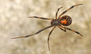 Southern black widow.jpg