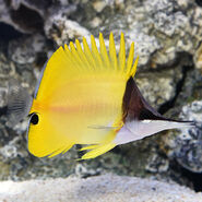 Yellow Longnose Butteryflyfish as Tad