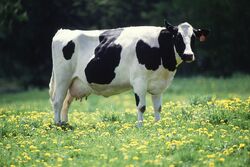 1024px-Cow female black white.jpg