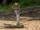 Indian Cobra