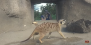 Meerkat