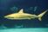 Dusky Shark (Carcharhinus obscurus)