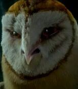 Kludd in Legend of The Guardians: The Owls of Ga'hoole