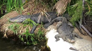 LA Zoo Alligators