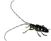 Longhorn beetle.jpg