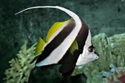 Pennant Coarlfish.jpg