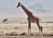 Reticulated giraffe.jpg (216 KB)
