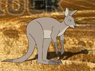 Rileys Adventures Eastern Grey Kangaroo