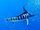 Striped Marlin