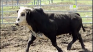 English Longhorn Bull