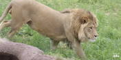 Utah Hoogle Zoo Lion