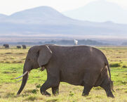 African-elephant-and-cattle-egret-robert-selin