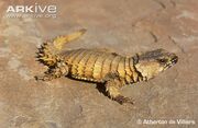 Armadillo Girdled Lizard.jpg