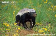 Badger, Honey.jpg