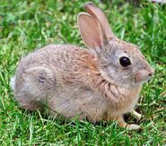 European Rabbit as Geo